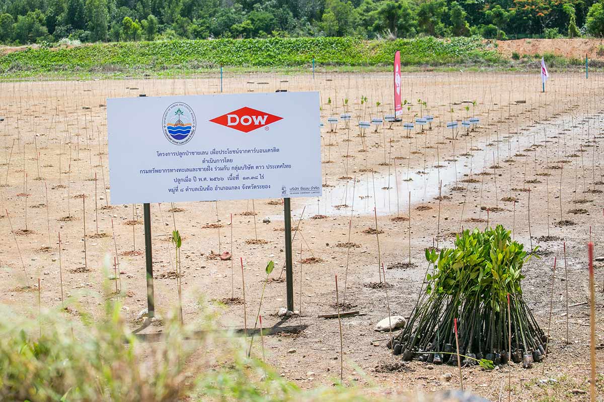field of planted trees
